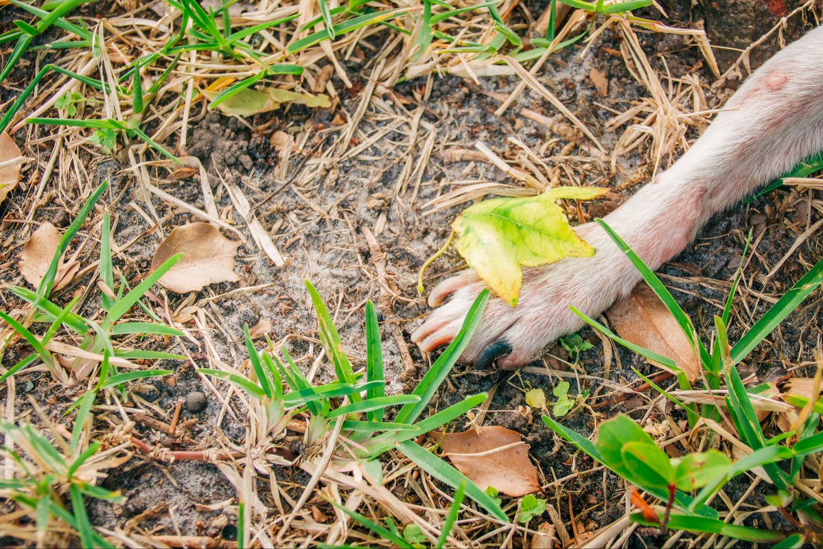 starkhatun's tweet image. zippy in the grass 🐶🍃
taken today (10:30 A.M.)
#photography #dogs