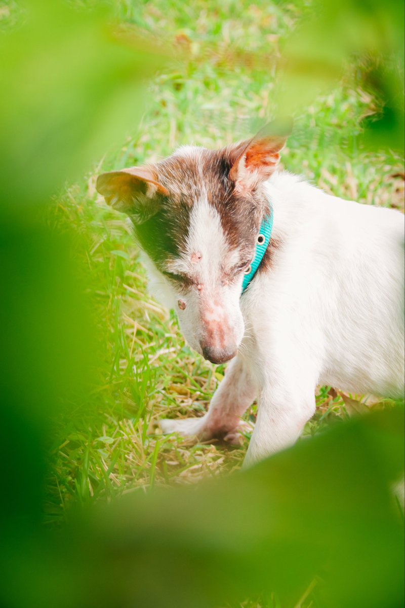 starkhatun's tweet image. zippy in the grass 🐶🍃
taken today (10:30 A.M.)
#photography #dogs