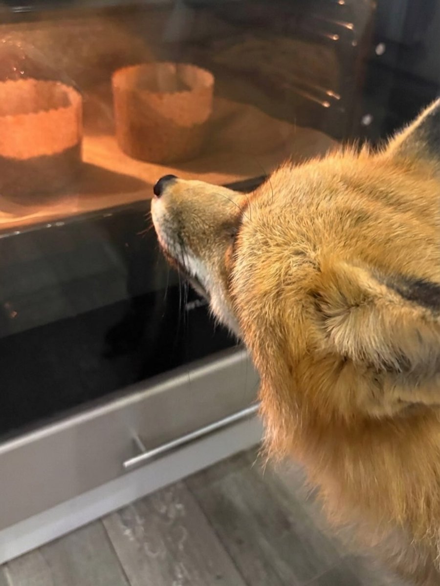 🍁 𝓣𝓱𝓮 𝓕𝓸𝔁 𝓛𝓲𝓯𝓮 🌾🦊 tweet media
