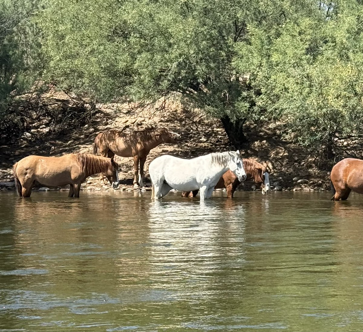 caryeades's tweet photo. Kayaking the SALT RIVER northeast of Phoenix y-day & came across these wild horses ๐! #beautifulanimals
#95F https://t.co/ZSNLoghiMx