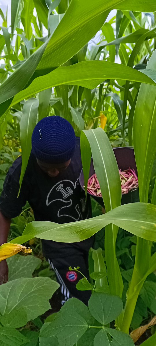 AbiluTangwa's tweet image. Good evening everyone. 
Three pillars of climate-smart agriculture:

🌱 Productivity – more food per drop of rain
🛡️ Adaptation – withstand droughts &amp;amp; floods
⬇️ Emissions – farm without harming the planet

That's the future. Let's build it together.
#ClimateAction #SmartFarming