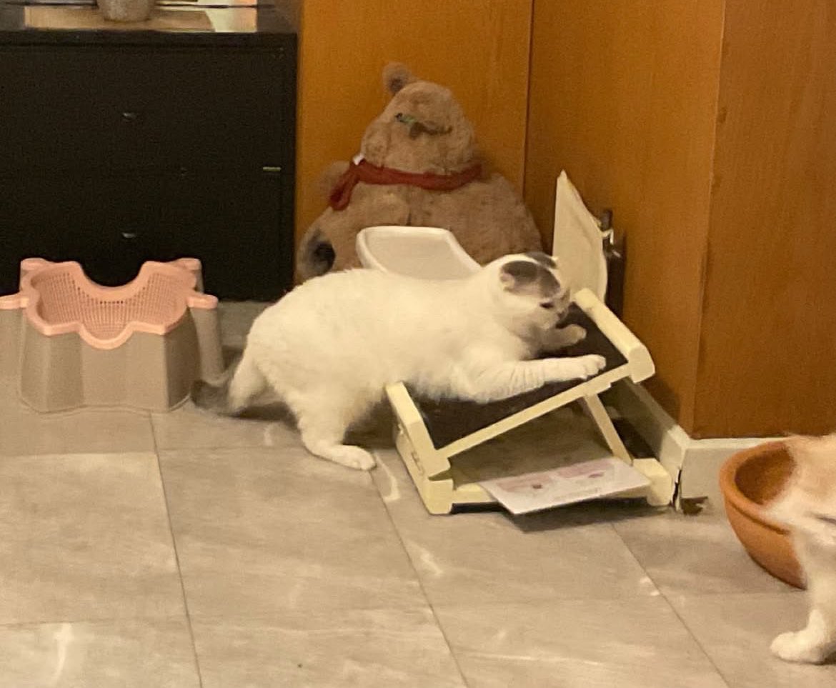 ที่ลับเล็บแมวตาแสวง