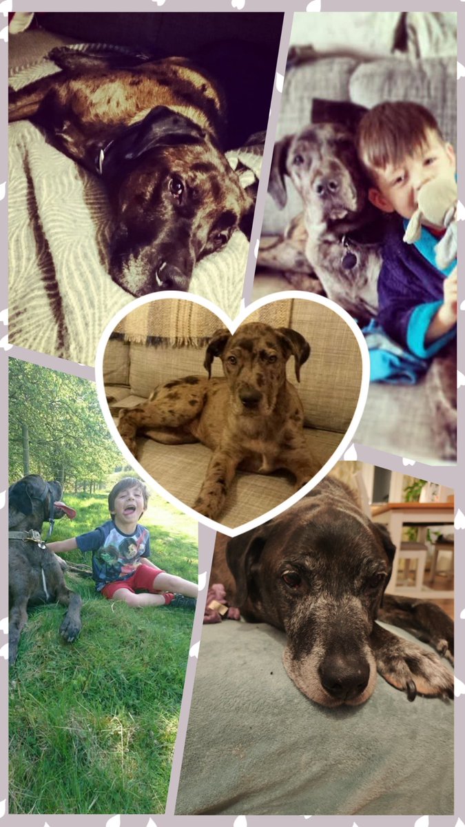 Shinybluezoo- Jane tweet media