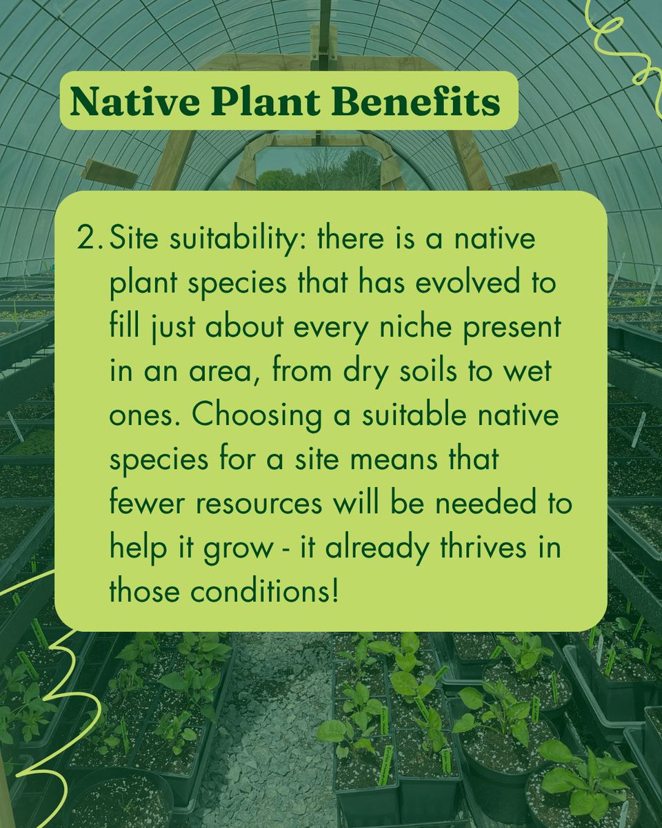 EcoHealthNet's tweet photo. It's Earth Day, and we'd like to celebrate all that native plants do for us and the environment. Let us know how you're celebrating and why you plant native plants in the comments! https://t.co/uoyzGRNJYO