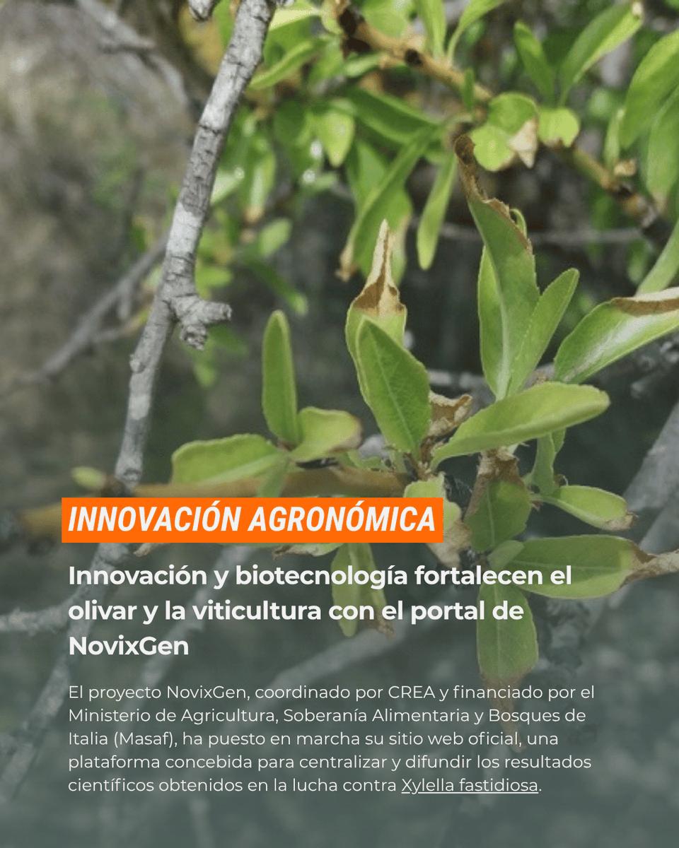 huerta_digital's tweet photo. NovixGen lanza su portal para combatir Xylella en el olivar y la viticultura. CREA y Masaf impulsan datos, genética y biocontrol desde Apulia. 

Amplía en @OleoRevista 📲 https://t.co/3phzzCrno5 #Xylella #Olivar 🫒 https://t.co/W27NYqzUlO
