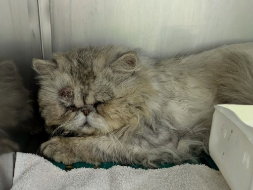 22.04.26 Trouvé chat Persan à Saint Sulpice. Est à la clinique véto de La Pointe. #Tarn