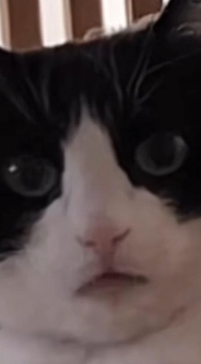 ᅠ ᅠᅠ ᅠ𝙍𝙞𝙠𝙖 𝙊𝙧𝙞𝙢𝙤𝙩𝙤; humana ᗢ.ᅠ ᅠ tweet media