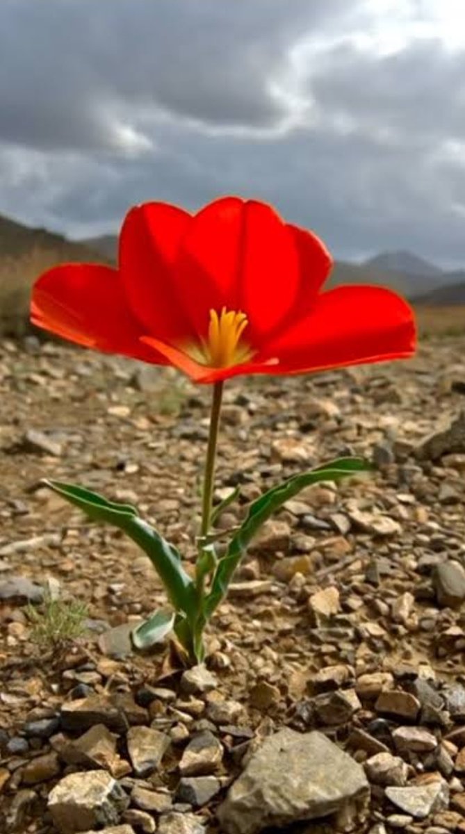 Mir Yar Baloch tweet media