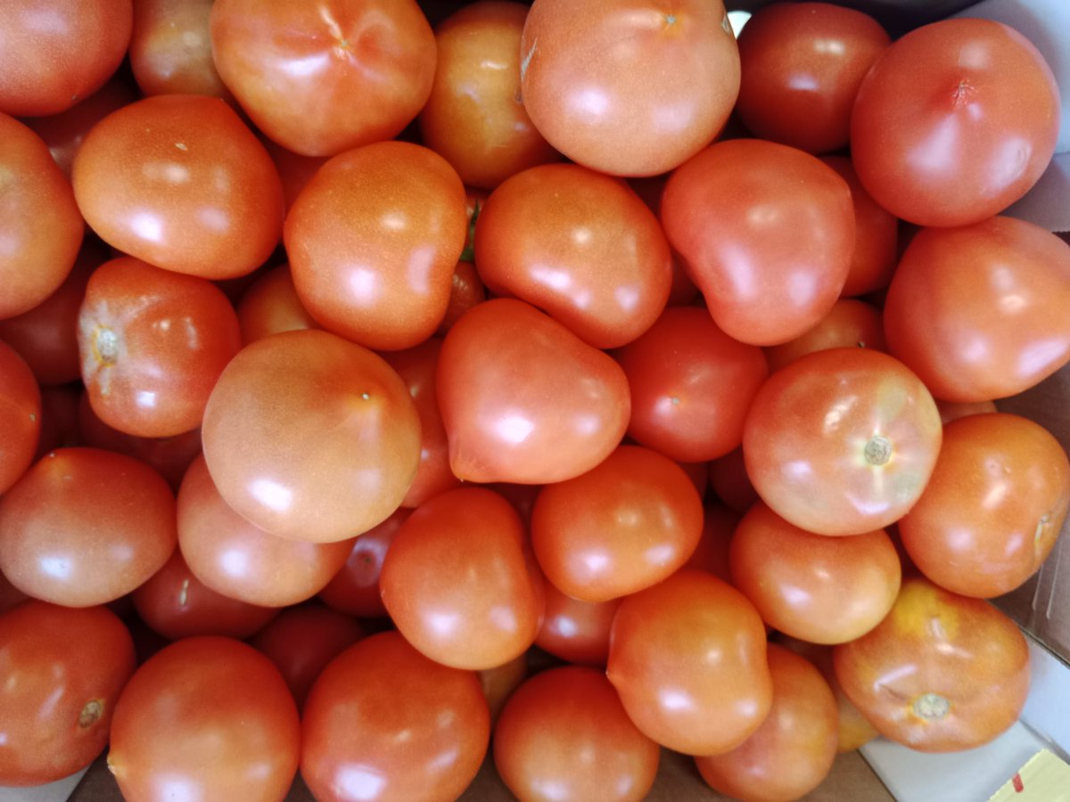 Ayer celebramos la #comidaclimatica
con lechugas y tomates made in #fuenlabrada
Gracias a <a href="/ParqueAgrario/">Parque Agrario de Fuenlabrada</a>  por ofrecernos comida de cercanía y calidad.
Verduras de #fuenlabrada
Full of vitamins
#comidasana
#comidadeproximidad
#somosdelquevedo