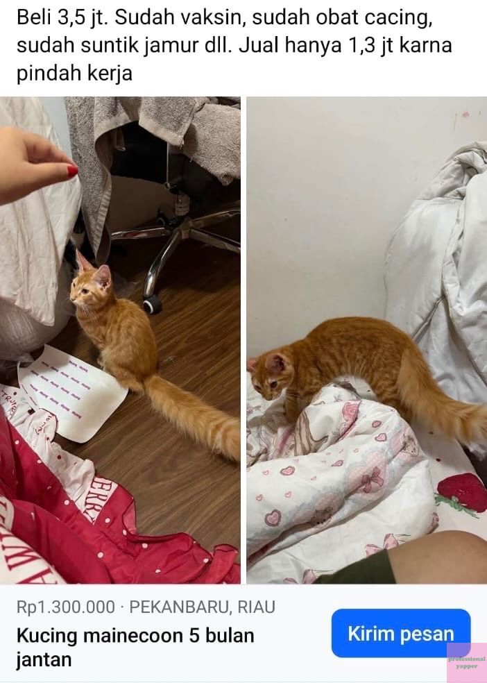 YAPPINGFESS tweet media