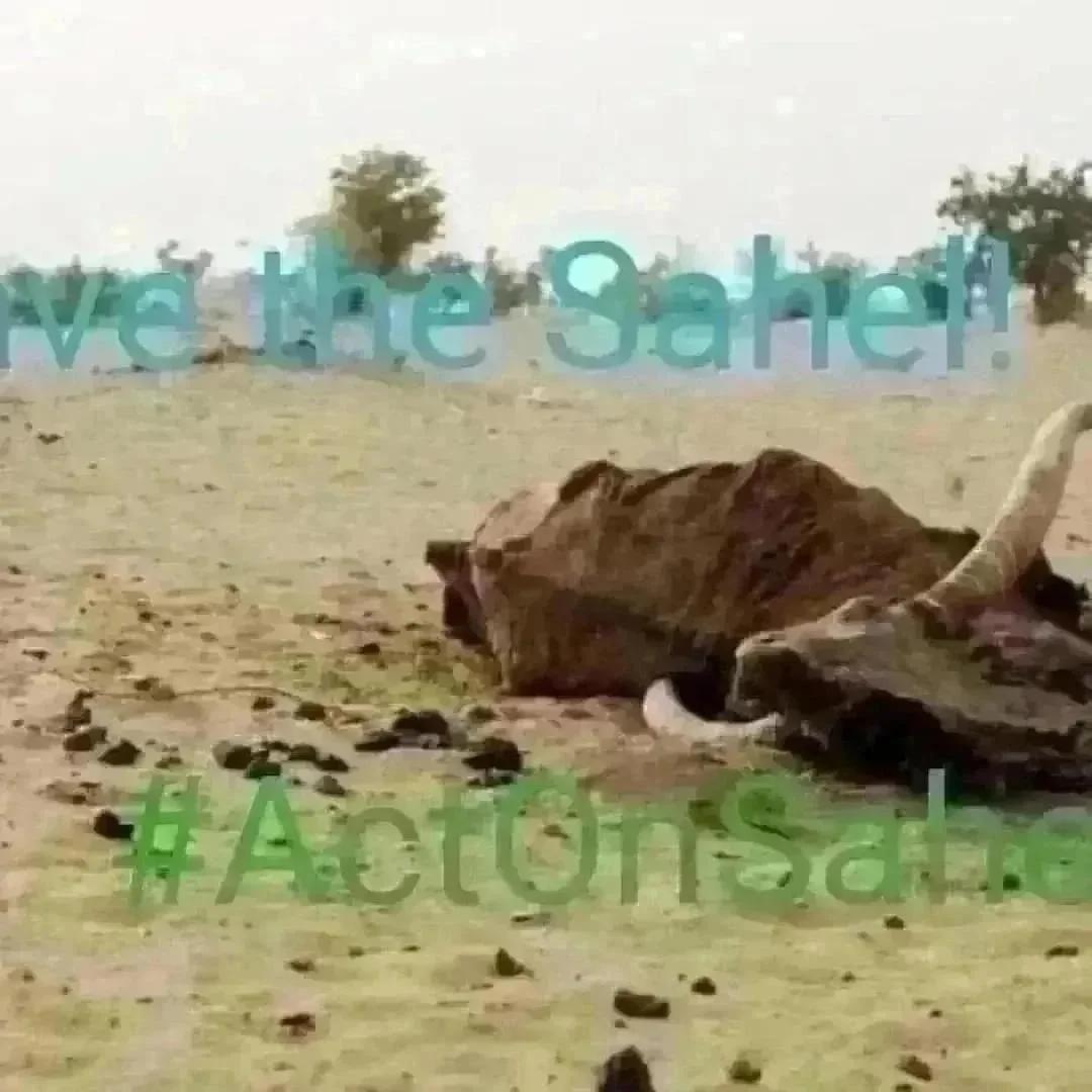 endelstamberg's tweet image. ActOnSahel
team advocates 4 Peace in the Sahel with #ClimateAction. Sahel needs more #trees not weapons.Pls redirect the military funds to tackle climate change, poverty, terrorism &amp;amp; conflicts. #ActOnSahel 
@auggwi
@1_billiontrees
@UNCCD
@IPBES