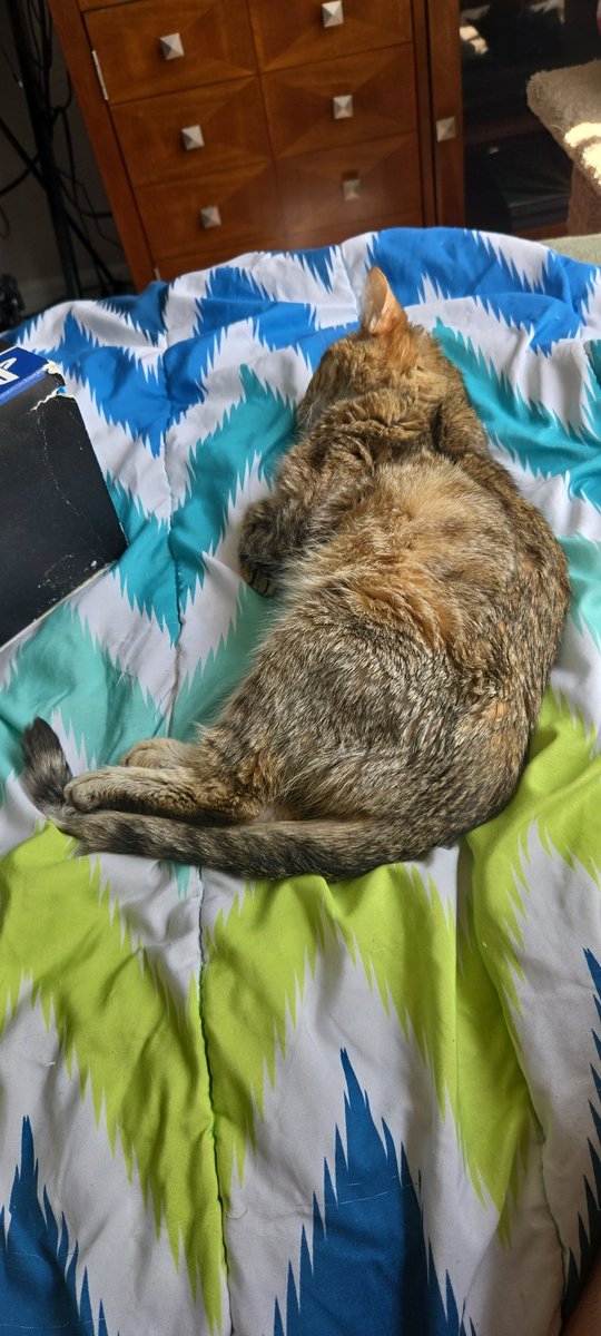 xBabyyBoo's tweet photo. @CashApp Please my cat is so sick and I just spent $200 dollars on Thursday and will have to take her again today and i just dont have another $200 😭🥺 $xbabyyboo https://t.co/w8AkN48T5u