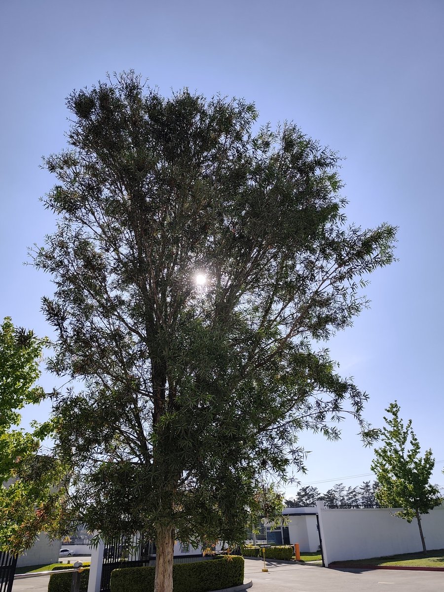 Mario X ElGordo tweet media