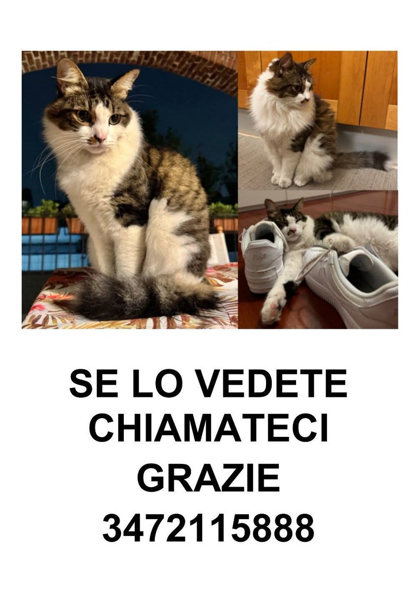serenel14278447's tweet photo. Condivido.
Only, il nostro amico peloso, si é perso a LISSONE, non torna a casa da giovedì scorso, chiunque lo abbia visto o lo dovesse incontrare mi contatti subito!! Grazie https://t.co/l9fCZbmODG