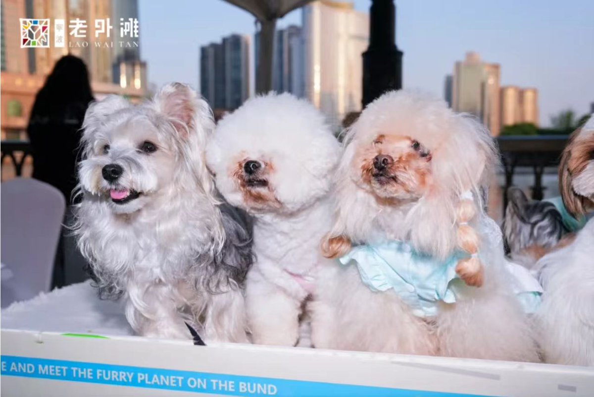 's tweet image. 🎉 Dive into retro fun at Ningbo Laowaitan! Vibrant markets, immersive shows shine as new highlights of Jiangbei’s night economy &amp;amp; cultural-tourism.🎆🛍️
#NingboLaowaitan #NightEconomy #CulturalTourism