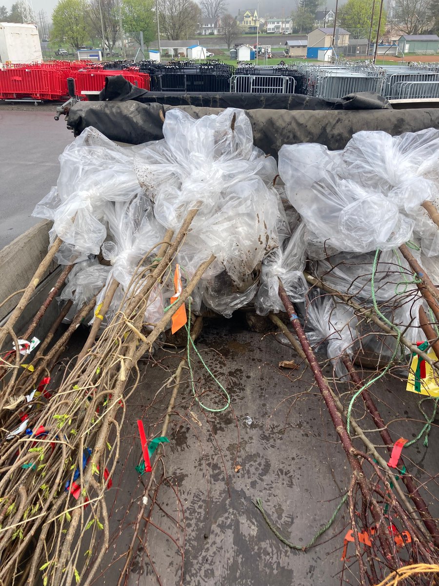 psuextension's tweet photo. Bare root trees = lower costs, easier planting, healthier roots. 🌳 

Since 1998, Penn State Extension has helped plant 15,000+ bare root trees across PA, saving communities $2.5M+ while growing stronger urban forests. https://t.co/Oug2paPcvf