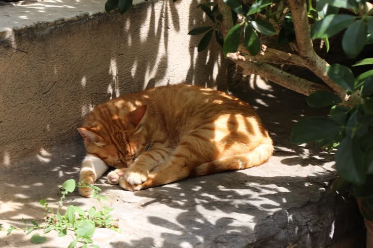 ⋆𖤓. noah || #studytwt tweet media