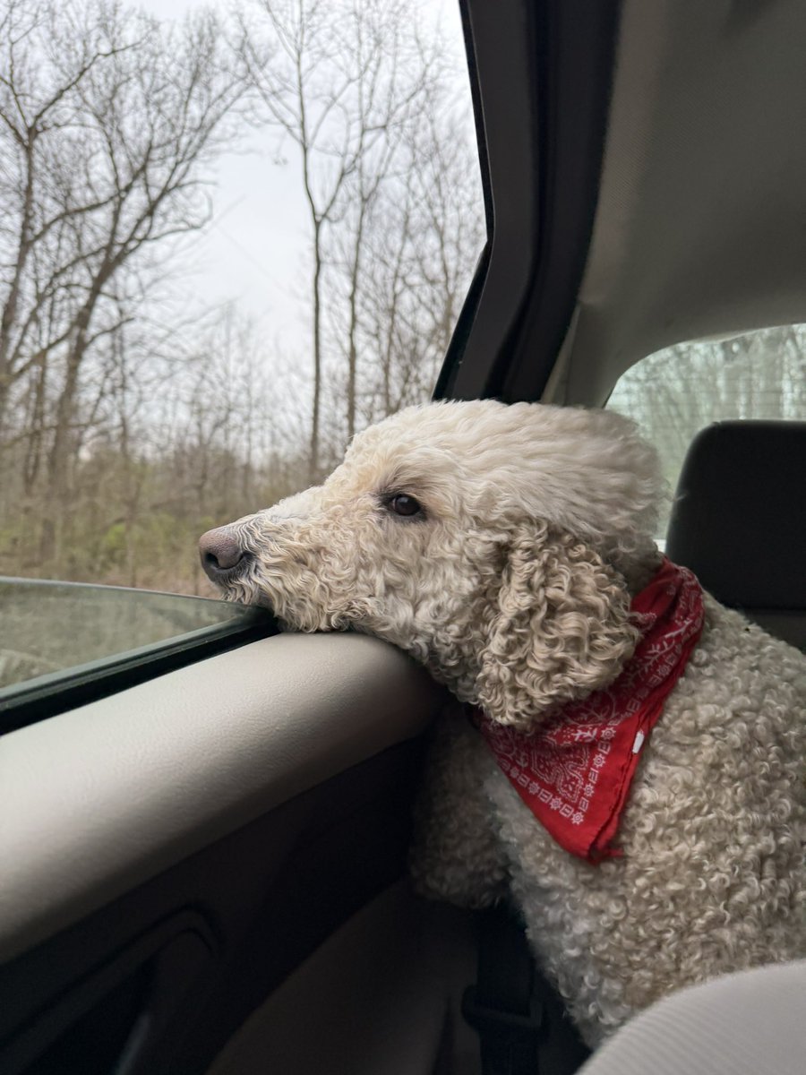 h3llbenderr's tweet image. My friends dog is a natural #diva