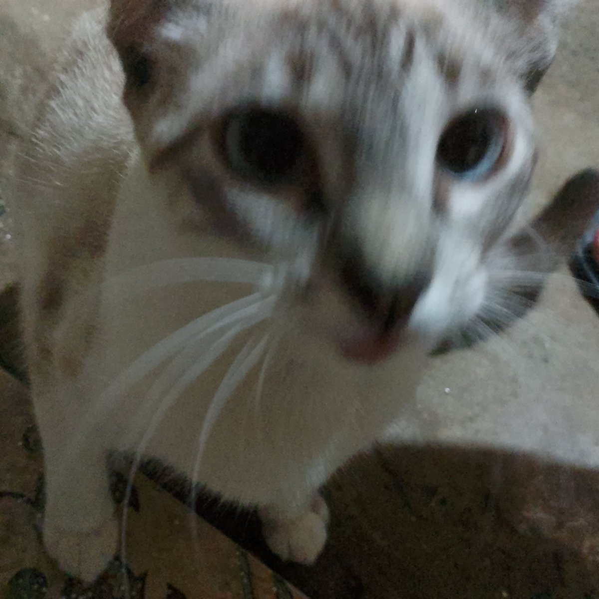 Akivalentinn's tweet photo. Oi gente, sei que não é comum eu postar coisas assim mas se alguém puder doar uma quantia, pode ser até de 10 reais, ajudaria muito! 
Eu to precisando castrar minha gata e fazer exames.

Estarei mandando a chave pix na dm de quem quiser doar <3 https://t.co/TxsXBXOpPH