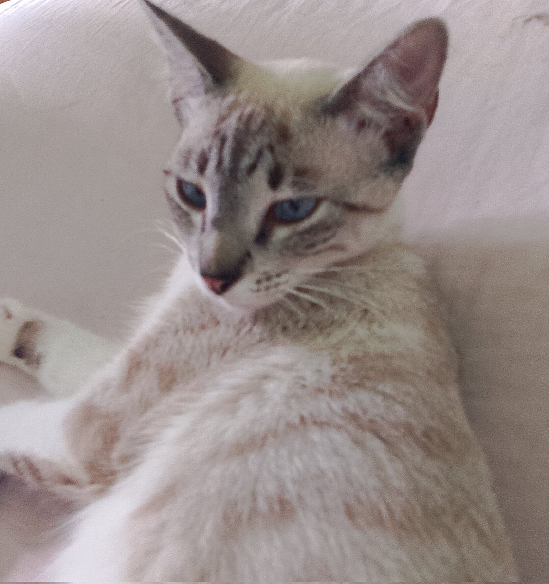 Oi gente, sei que não é comum eu postar coisas assim mas se alguém puder doar uma quantia, pode ser até de 10 reais, ajudaria muito! 
Eu to precisando castrar minha gata e fazer exames.

Estarei mandando a chave pix na dm de quem quiser doar <3