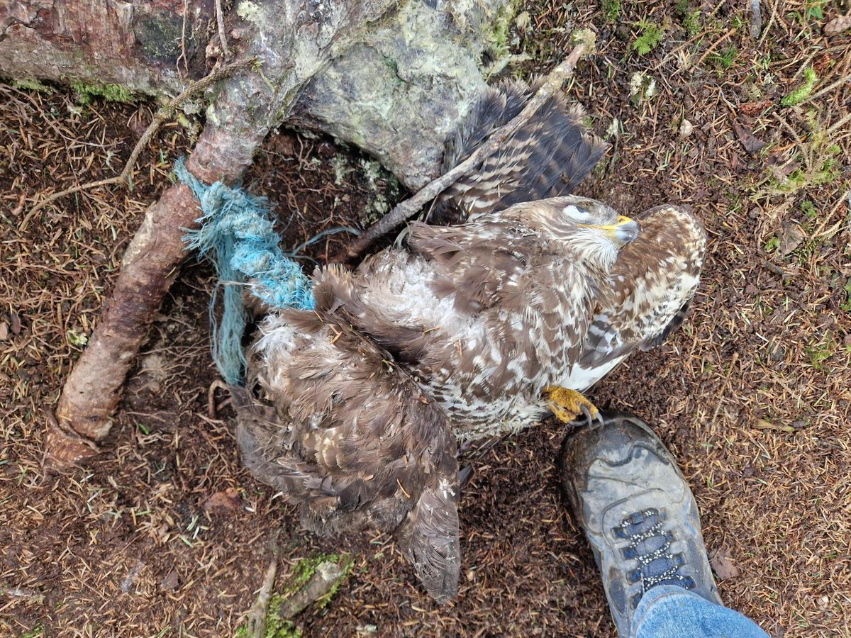 Buzzard dies after being tied to a tree root in Powys, Wales - RSPCA appeals for information.

Details ⬇️

raptorpersecutionuk.org/2026/04/22/buz…