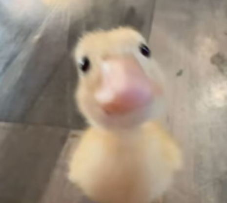 As of rn this is my fav animal meme on Printr. 
$QUACK

30%+ $quack was airdropped to top holders of $belief, $fatchoi, and $unc, and the cto lead <a href="/avemoongod/">Ave (🐥)</a>
has been working non-stop. Feels nostalgic af. 

Animal + believe szn =  ill take the bet.

quack quack mfers.

nfa dyor