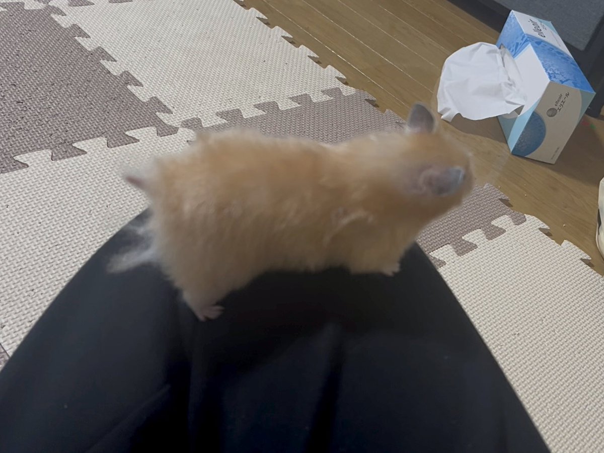苺ハウスハムスター (@Rui_hamster) / Posts / X