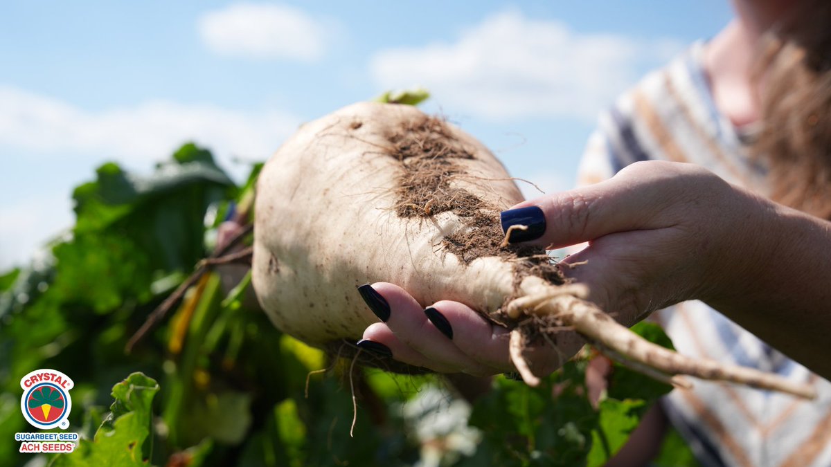 beet_ach's tweet photo. On Earth Day and every day, we’re committed to farming that nurtures our soil, strengthens our fields, and supports a healthier planet. Happy Earth Day! 🌱🌎 #ACHSeeds #EarthDay https://t.co/GAklQrX3hd