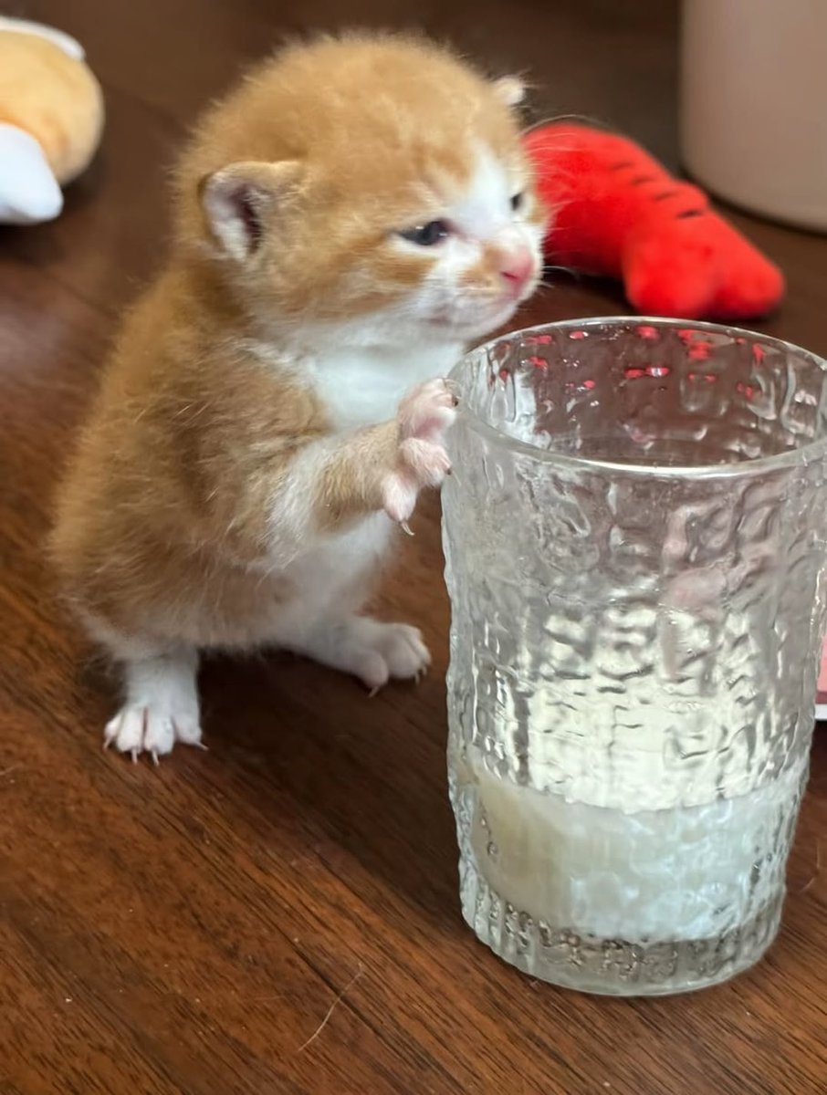 dikkat kedi cikabilir tweet media