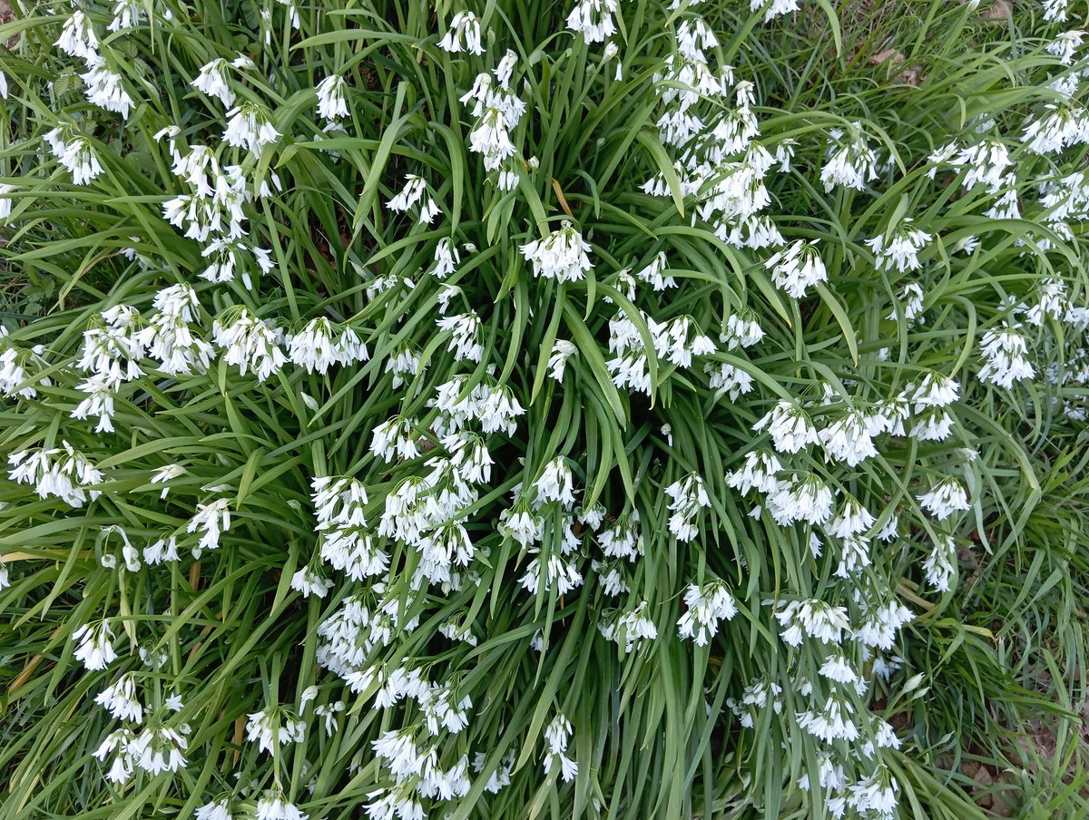 Pidal Montes #Oficialidá tweet media