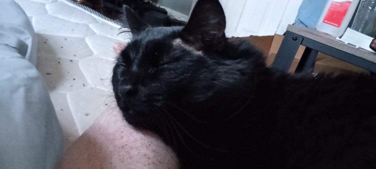 Rokkuu Basileus tweet media