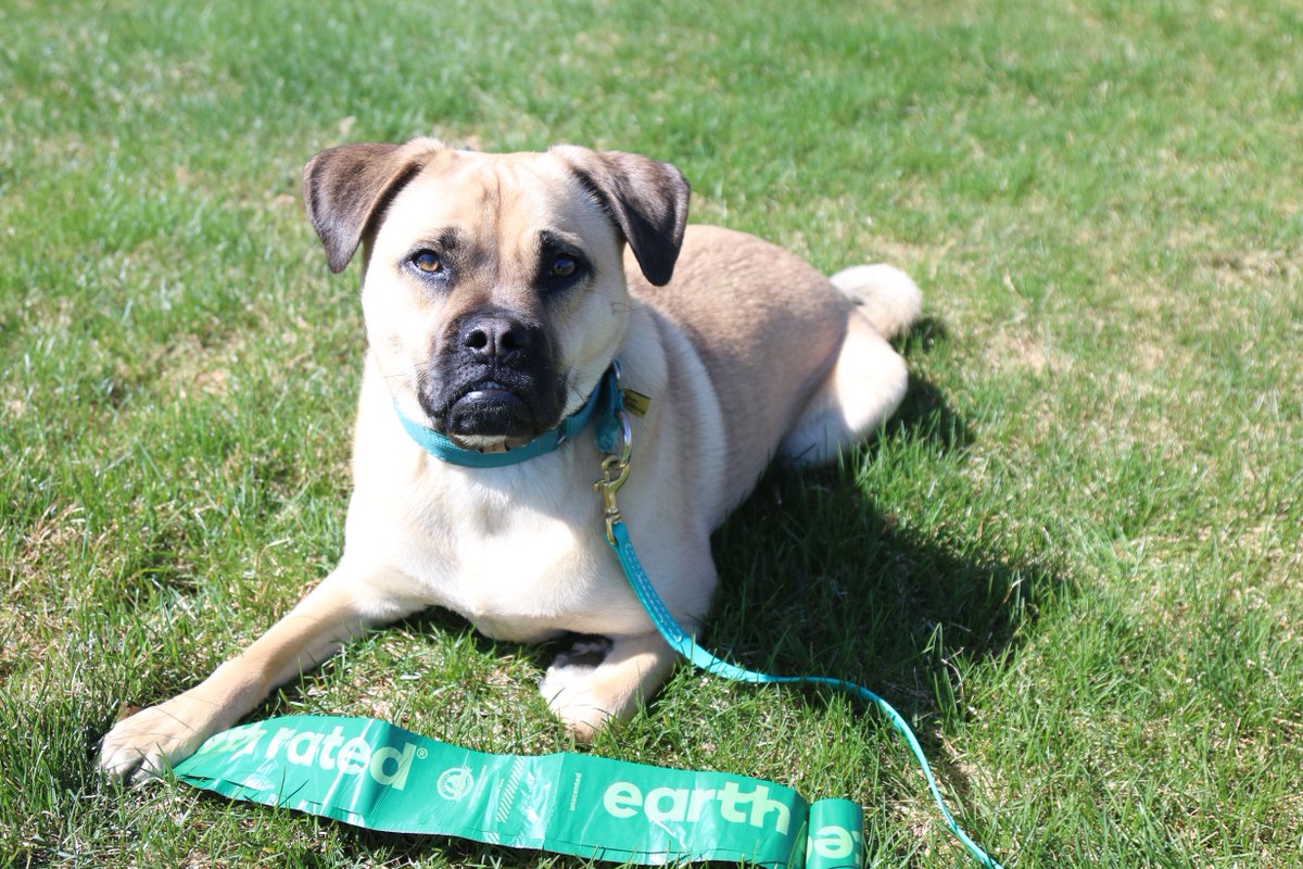 leerburg's tweet image. 🌍 Happy Earth Day! Make every walk count with Earth Rated Poop Bags — 65% recycled plastic, 100% leak-proof, lavender-scented. 

Pair with our clip-on bag holder for hands-free convenience. Small choices, big impact. 🐾💚

Shop: leerburg.com

#EarthDay #DogWalking