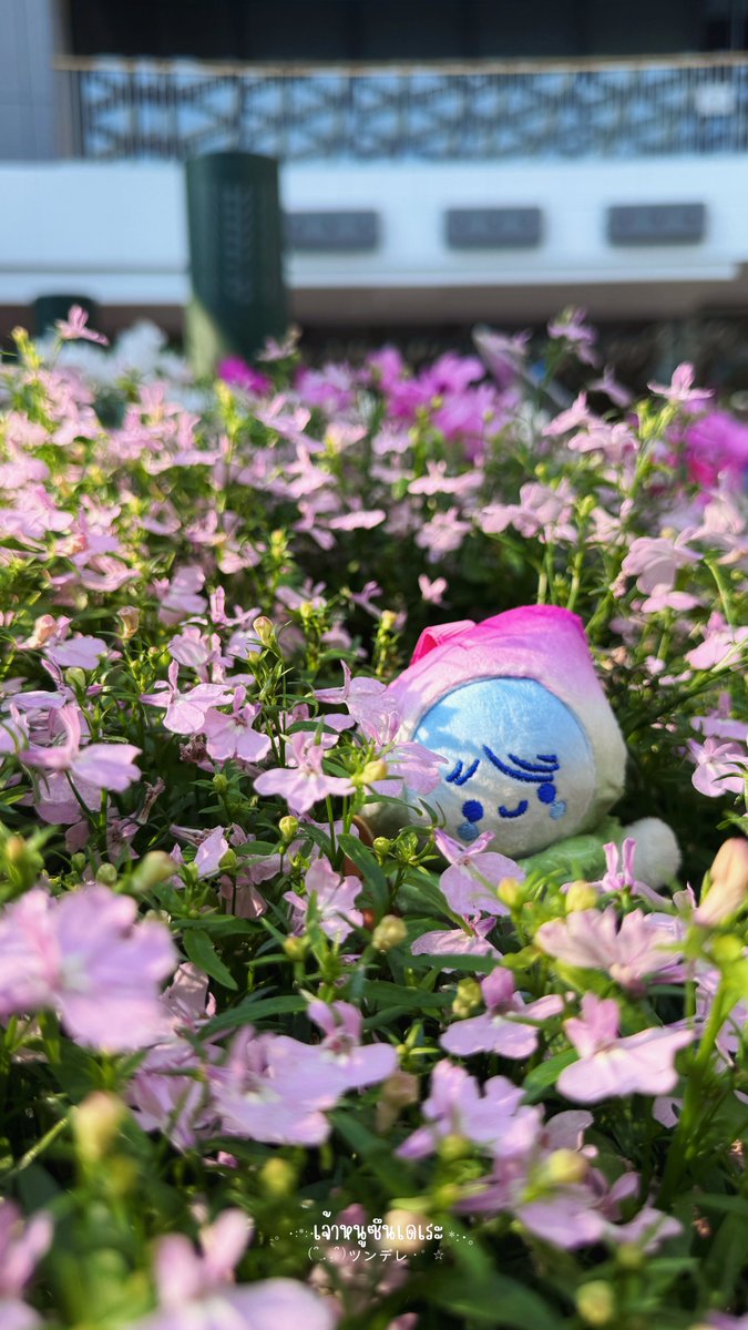 เจ้าหนูซึนเดเระツンデレ 🐶 tweet media