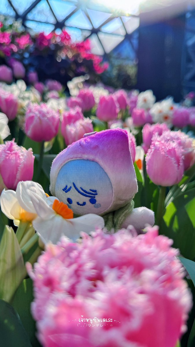 เจ้าหนูซึนเดเระツンデレ 🐶 tweet media