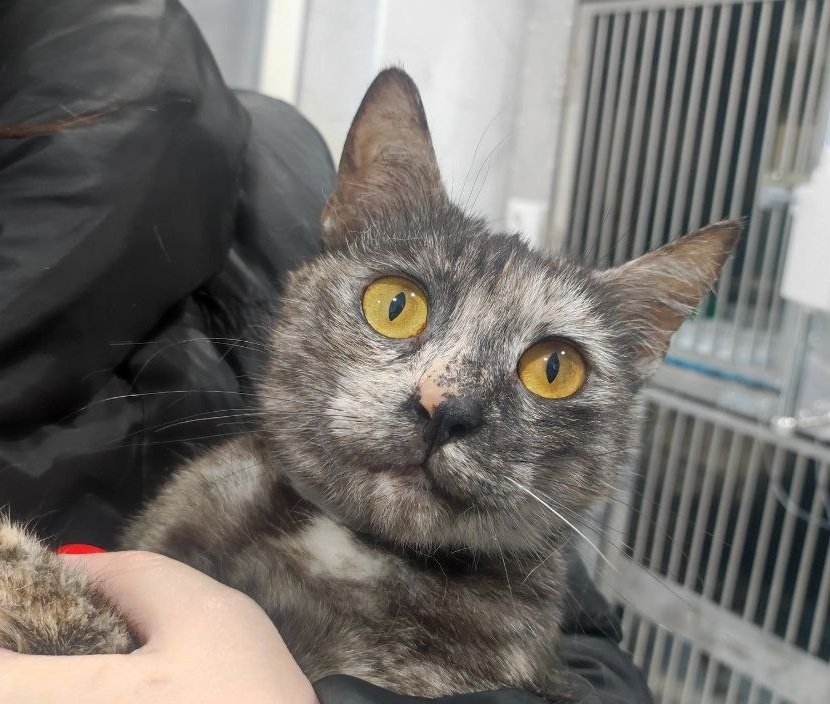 🫟пані киця gone tired🫟 tweet media