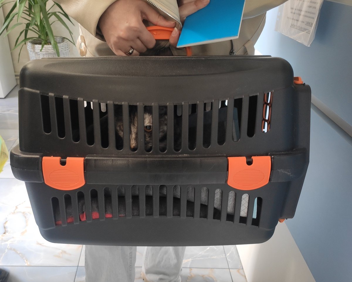 🫟пані киця gone tired🫟 tweet media