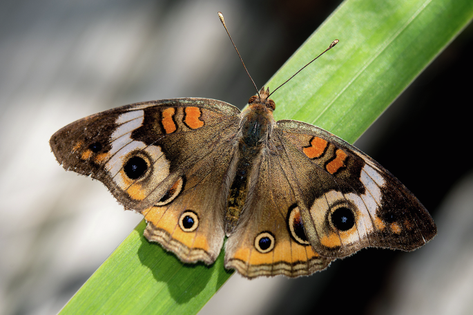 NatureRevGenet tweet picture