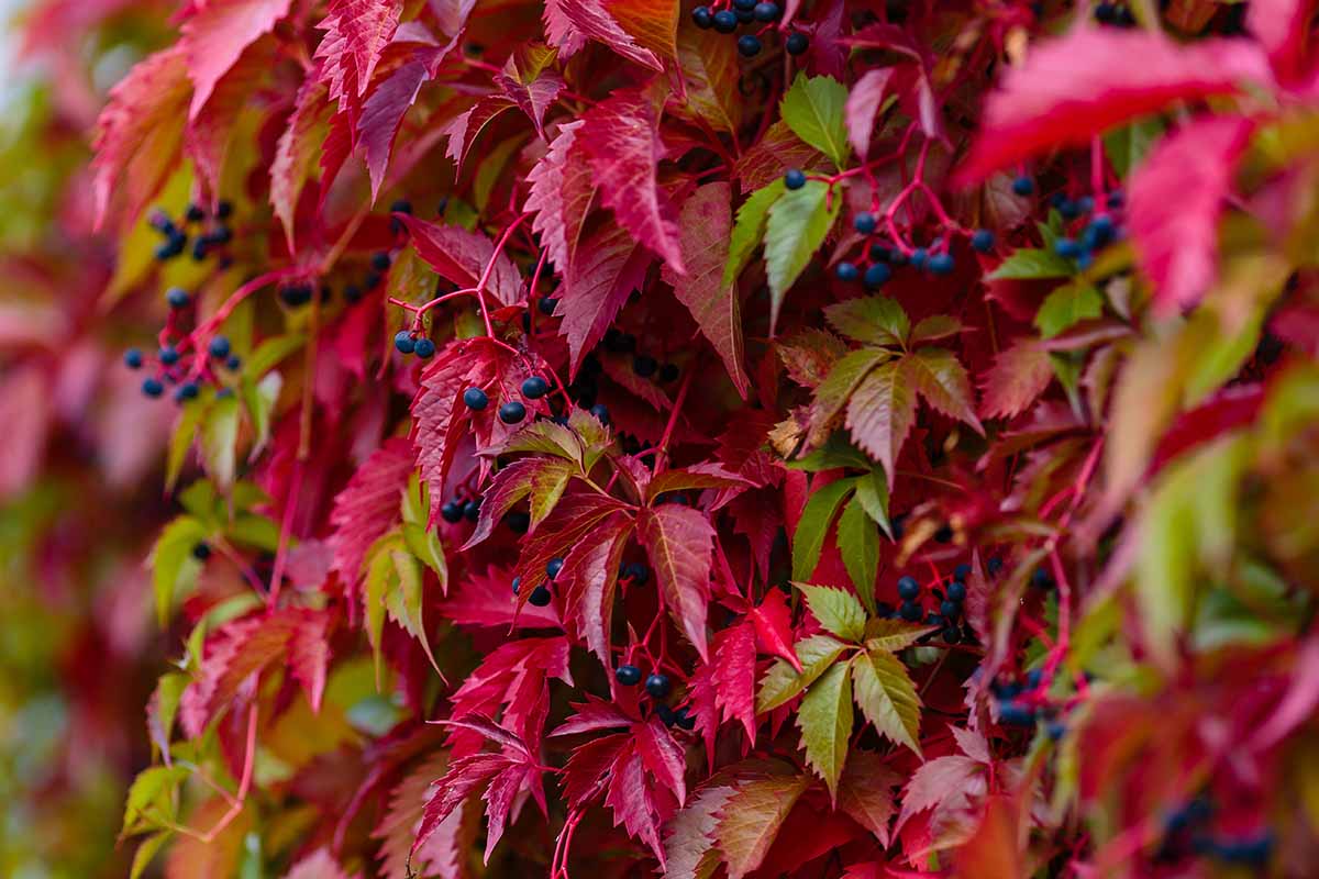Gardeners_Path_'s tweet image. How to Plant and Grow Virginia Creeper - Friend to some and foe to others, Virginia creeper is a vigorous native vine for USDA Hardiness Zones 3 to 9. Learn to grow your own now on Gardener's Path. #gardening #gardeningtips gardenerspath.com/plants/vines/g…