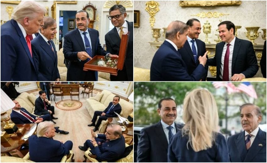 Wolf Brief tweet media