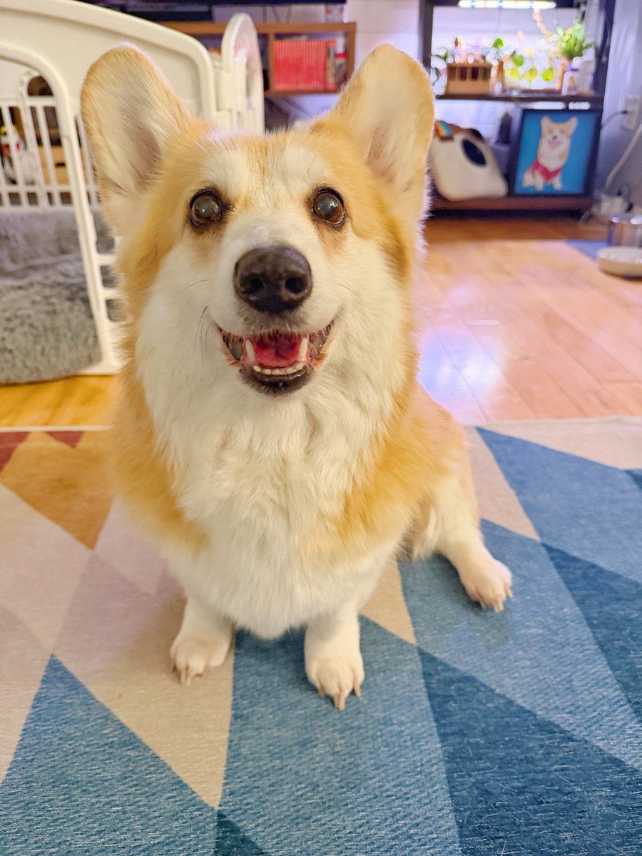 LiloTheCorgi's tweet image. Just doing a midweek check in on my furriends… how are you? I hope you’re doing okay. If things feel a little heavy, I hope this smile can lift you up just a bit ❤️ #corgi #corgicrew
