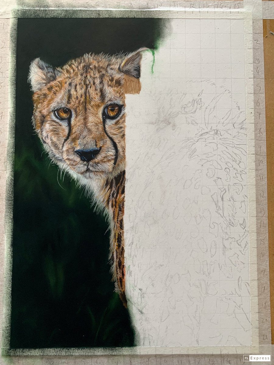 ArtAmandasmith's tweet image. Day three of working on this cheetah, today I have finally gotten both eyes in and started on some of the body 
#workinprogress #cheetah #animalart