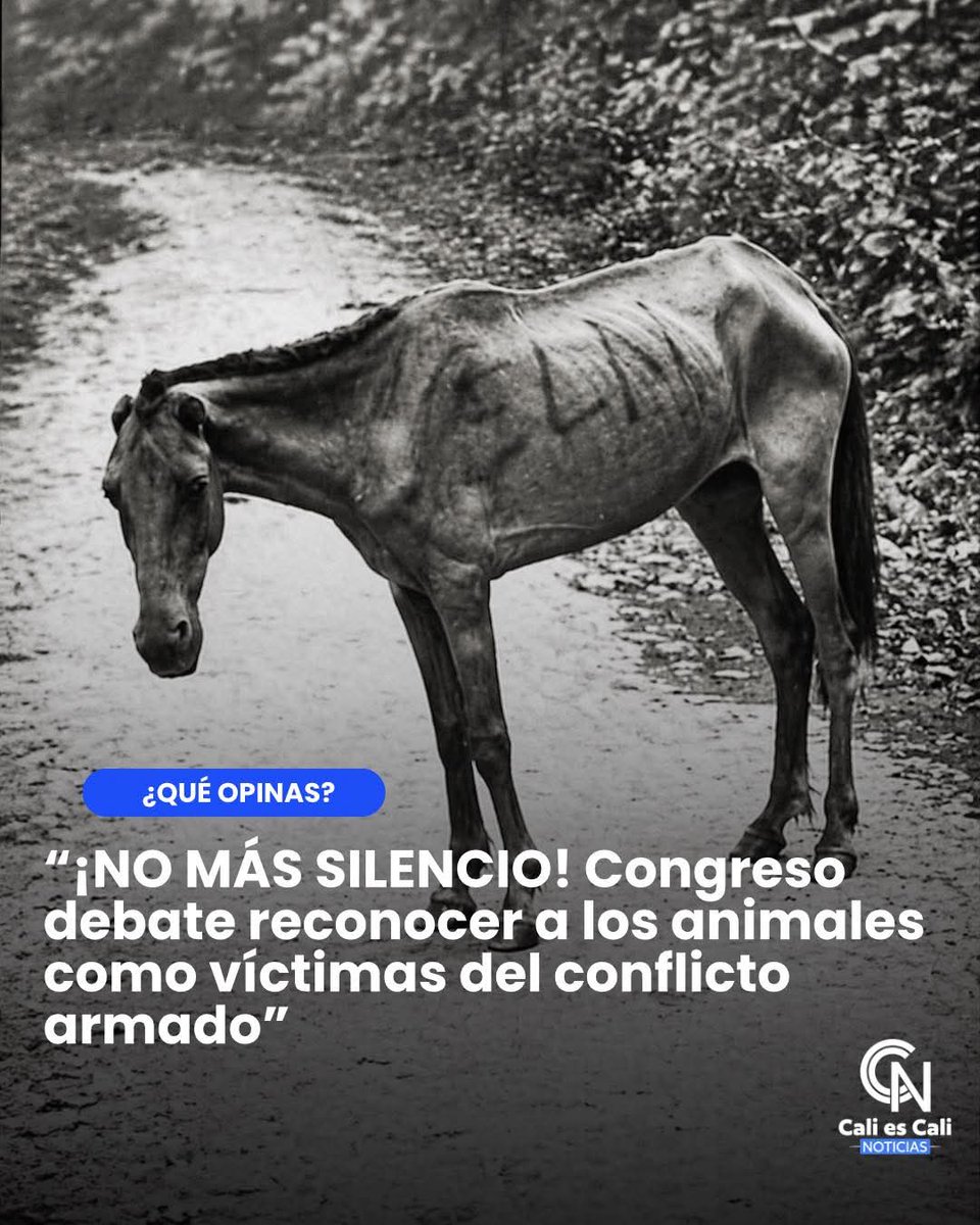 La Señora de las Traducciones Certificadas tweet media