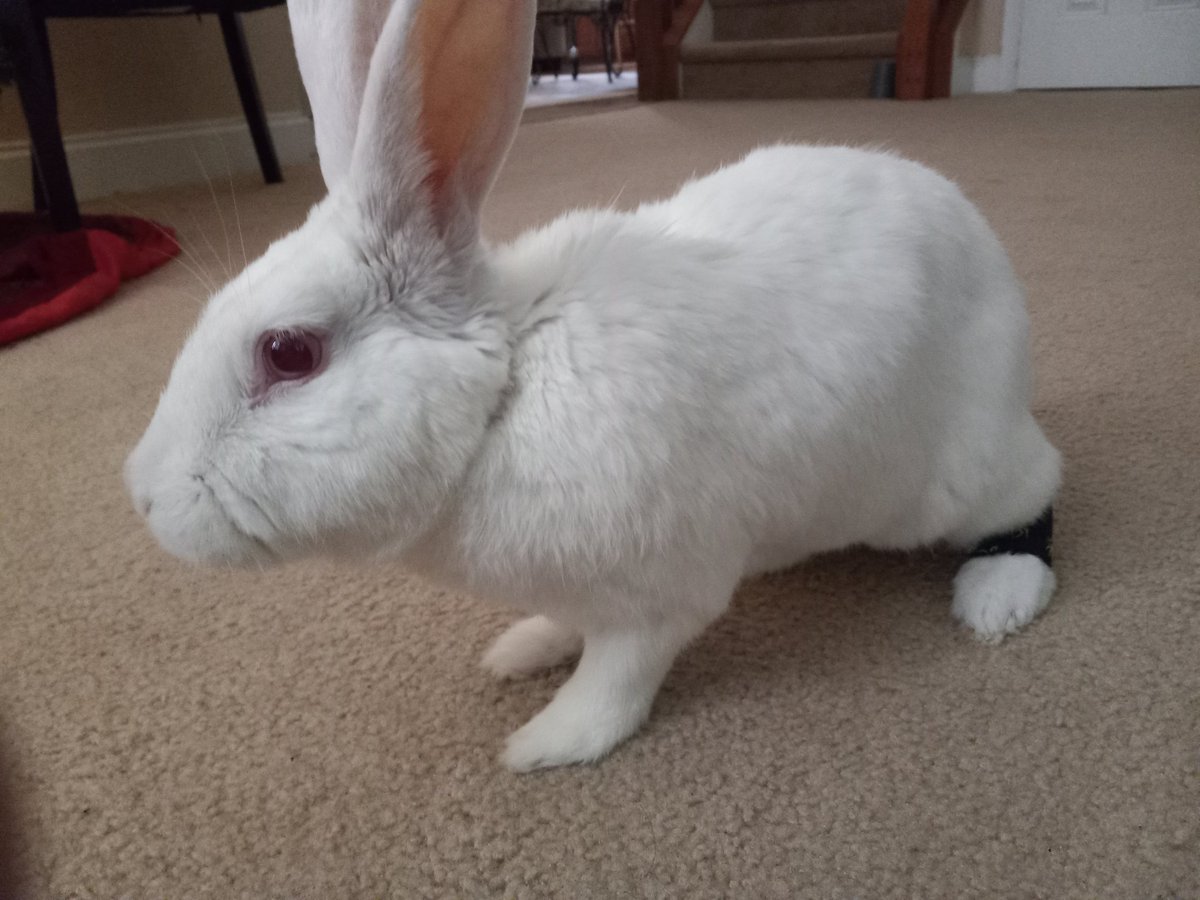 Bunny_Boxl tweet media