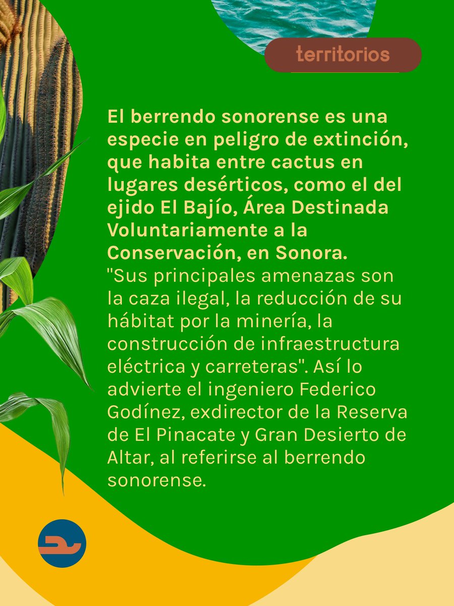LaCeiba_Lat's tweet photo. 🦌 El berrendo sonorense es una especie en peligro de extinción, que habita entre cactus en lugares desérticos, como el del ejido El Bajío, Área Destinada Voluntariamente a la Conservación, en Sonora.

🗣️ "Sus principales amenazas son la caza ilegal, la reducción de su hábitat por la minería, la construcción de infraestructura eléctrica y carreteras". Así lo advierte el ingeniero Federico Godínez, exdirector de la Reserva de El Pinacate y Gran Desierto de Altar, al referirse al berrendo sonorense.

🌵 A pesar de los esfuerzos binacionales de monitoreo aéreo, que estiman una población cercana a los 416 ejemplares en Sonora, la especie no logra recuperarse. Para Godínez, esto se debe a que el desarrollo industrial tiene mayor prioridad que la conservación.

👉 Continúa leyendo en: https://t.co/99NBhRPxLk

#BerrendoSonorense #EspeciesEnPeligro #Biodiversidad #Conservacion #Sonora #Mexico