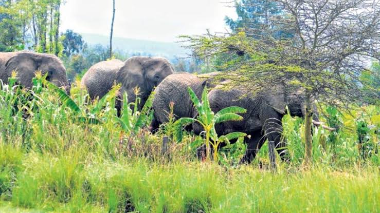 Nyakundi Report tweet media