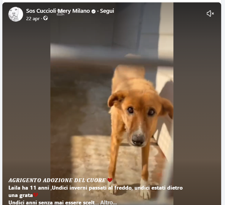 zampa_qua's tweet photo. STRAURGENTE🆘🆘🆘🆘☎𝟯𝟰𝟬𝟵𝟭𝟱𝟵𝟮𝟮𝟴🐕 Insegnami a sognare,non so più come si fa https://t.co/aqE0ora5o5
LAILA 11 anni, tutti in canile, i suoi occhi ,entrata CUCCIOLA 😭l'intento e salvare la sua vita,ha bisogno  di una famiglia. ADOTTATELA #4voiceless https://t.co/lyBmyqhMGl
