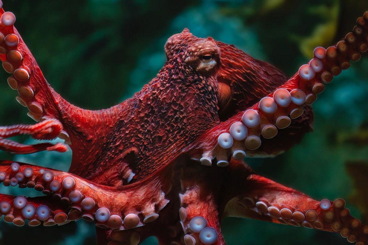 Aquarium of the Pacific tweet media