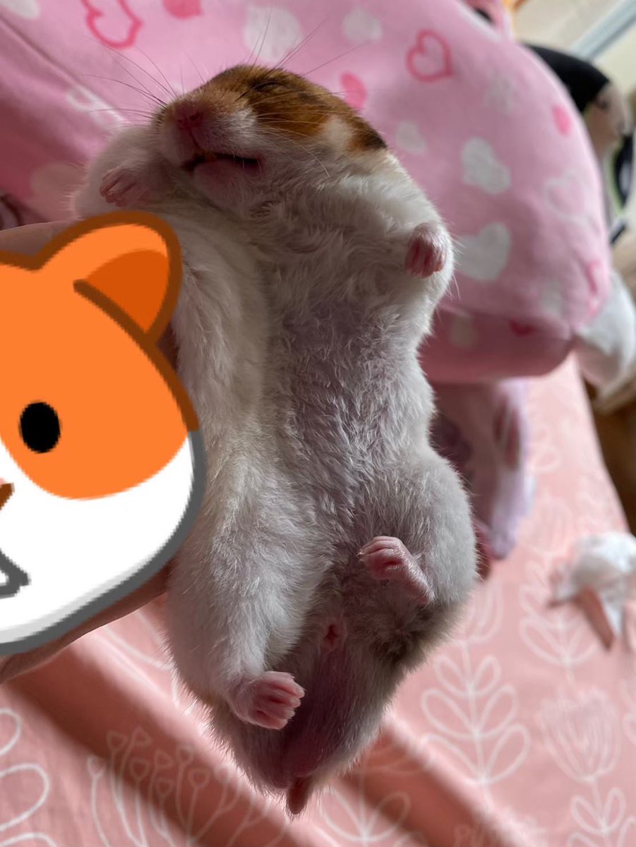 ハム大好き tweet media