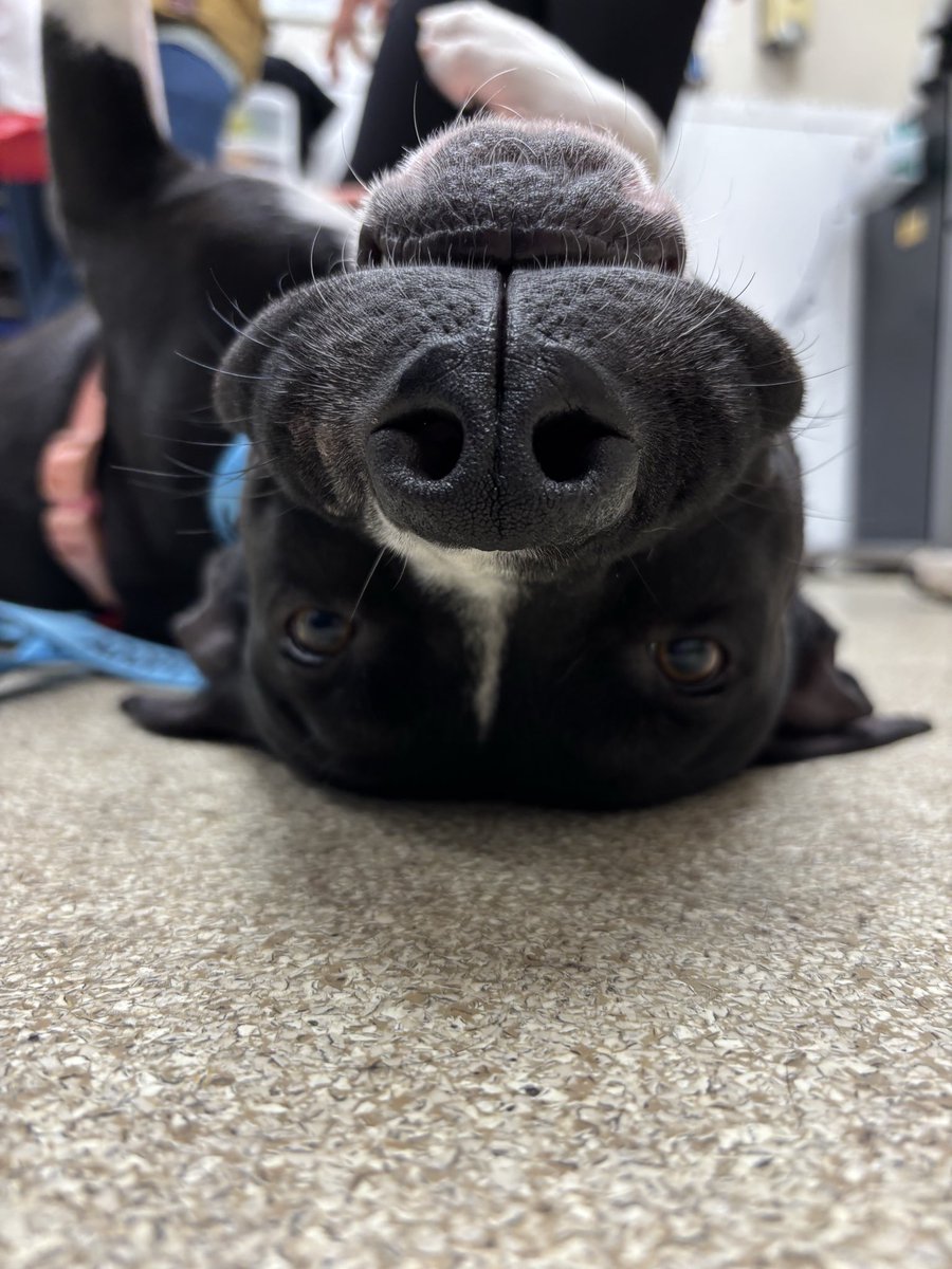 Aggieland Humane Society tweet media