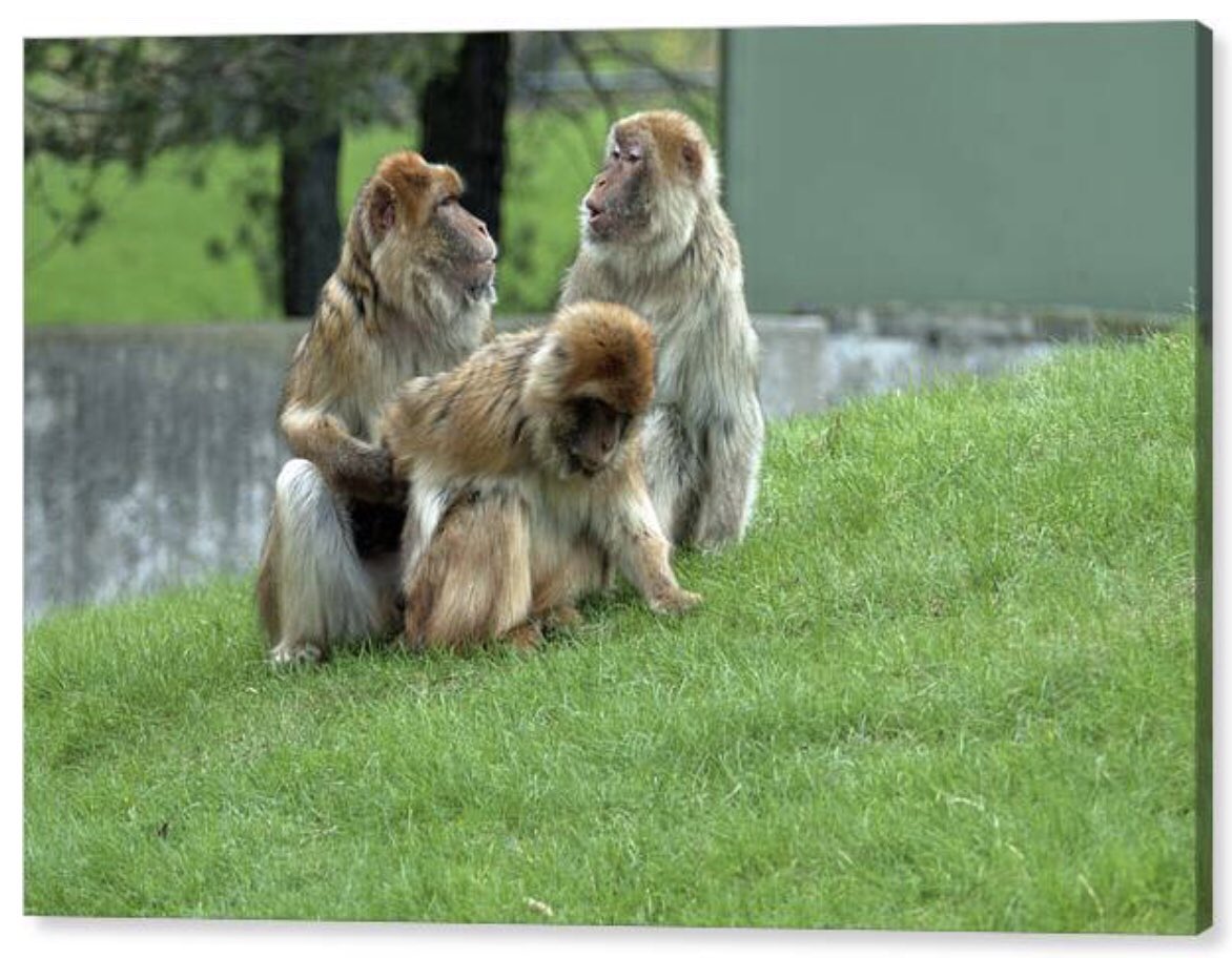 shonna99784's tweet image. Three macaques are gathered on a vibrant green hill, interacting with one another. The scene captures a serene moment in a zoo setting, with the monkeys seeming to be engaged in a playful action…. 🛒 ⬇️ 

shonnahawkinsphotography.com/featured/the-a…

#BarbaryMacaques
#Monkeys
#Playing